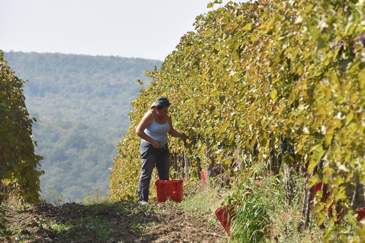 Fitosanitarna inspekcija naredila krčenje vinograda ili vađenje i uništavanje trsova na ukupno 93,47 hektara