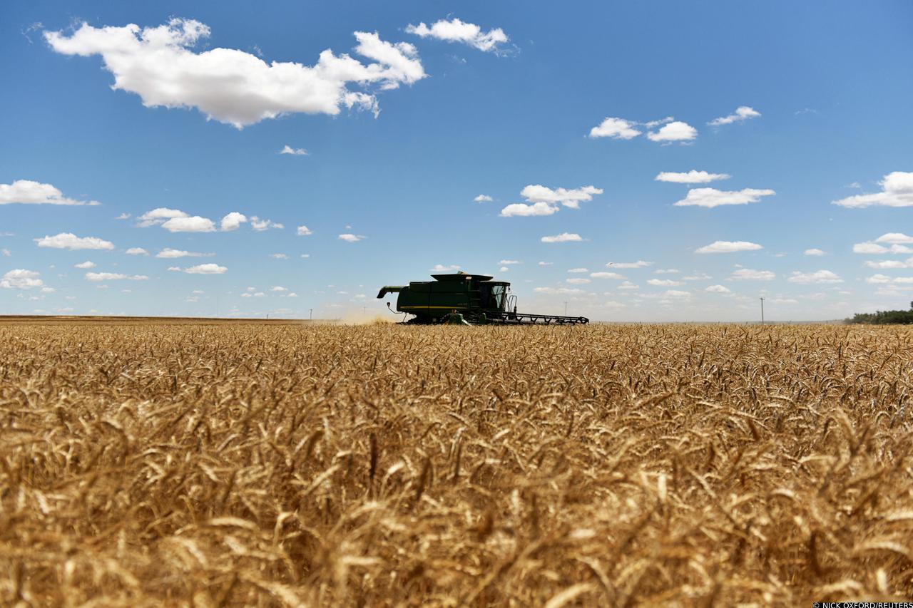 FILE PHOTO: A combine harvests winter wheat in Corn