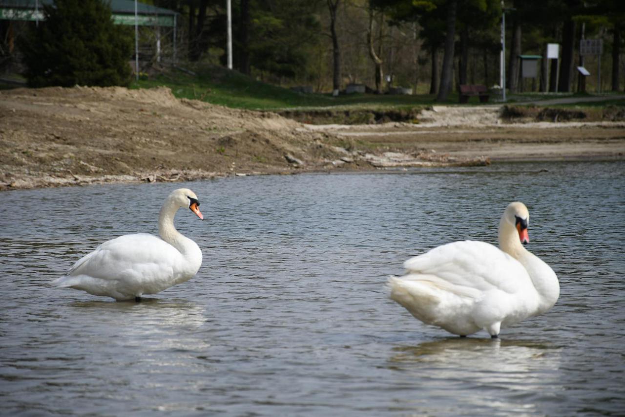 Na podravskim jezerima Čingi Lingi i Šoderici kod labudova utvrđena ptičja gripa