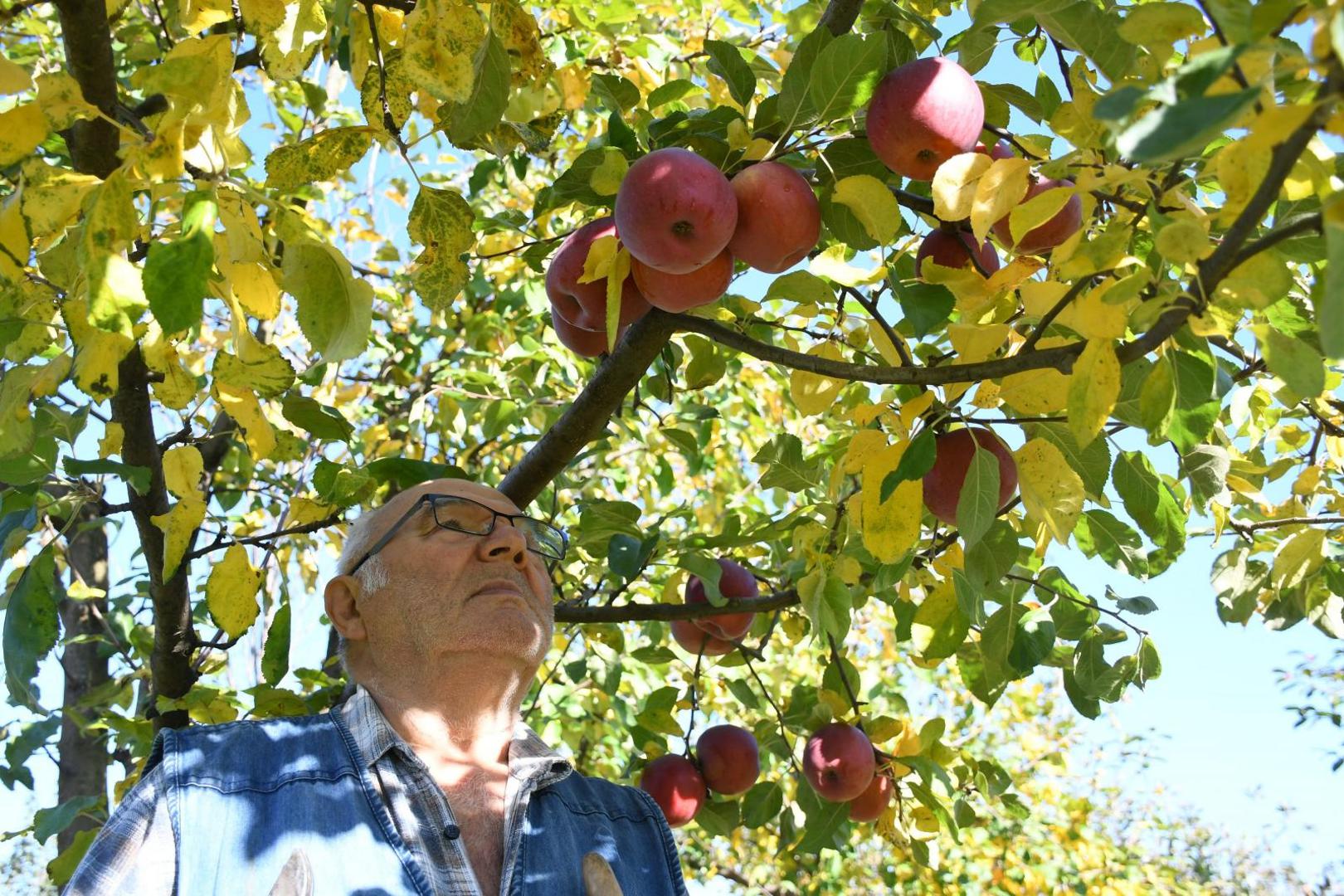 28.10.2020., Cvetkovec - Pavle Kovacic uzgaja i skuplja starinske domace sorte jabuka kojih u svom vocnjaku ima preko 800 vrsta. 
Photo:Damir Spehar/PIXSELL