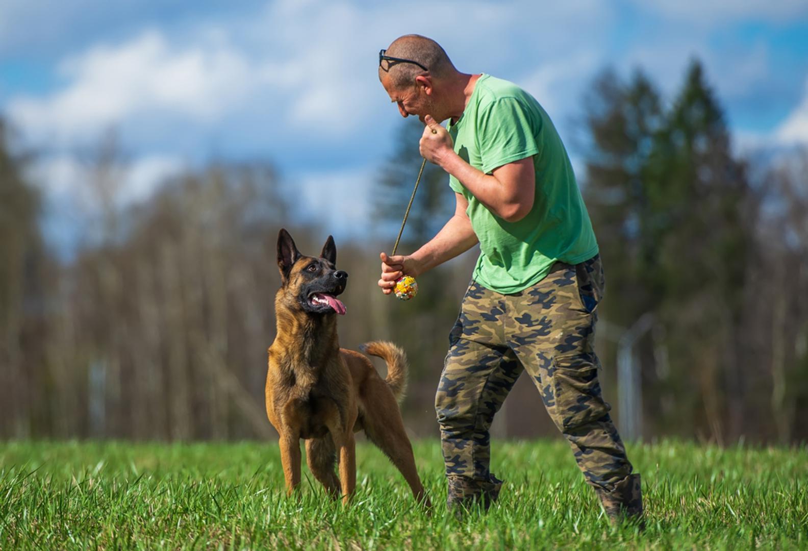 Belgijski ovčar: Vrlo izdržljiv i snažan, koristi se i u policijskim i vojnim službama. Treba svakodnevno trčanje, trening poslušnosti i fizičku stimulaciju – idealan je za vlasnike koji žele aktivan i izazovan suživot.