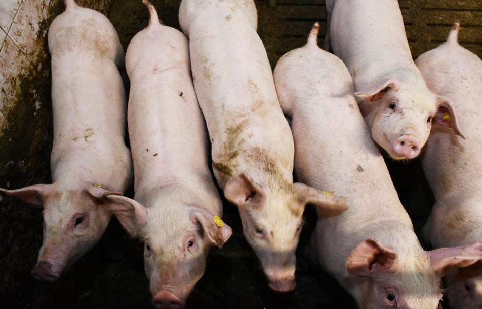 Donja Vrba: Farma svinja OPG Domagoja Becka