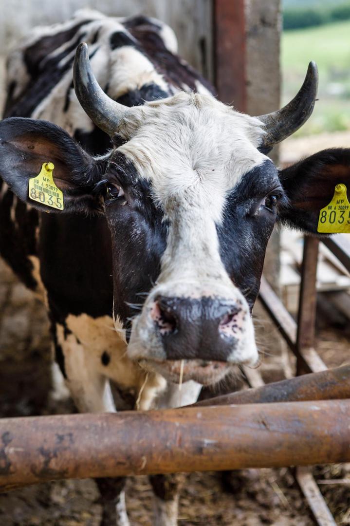 24.07.2020., Zrinski Topolovac - OPG Tijana Blazekovic iz Zrinskog Topolovca u vlasnistvu devetoroclane obitelji koja se bavi proizvodnjom mlijeka za izbor za najbolji OPG - Zlata vrijedan. 

Photo: Tomislav Miletic/PIXSELL
