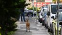 Zagreb resident reports diverse wildlife sightings: 'Deer, martens, wild boars...'