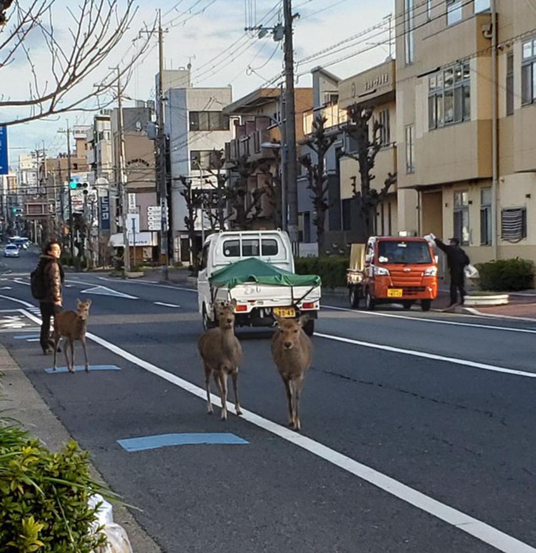 Naučeni su na blizinu ljudi pa tako nisu smetali ni vrlo rijetkim stanovnicima koji su obavljali svoje poslove.