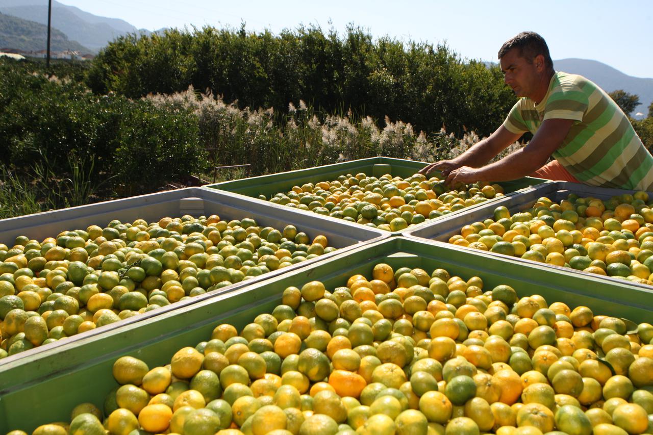 02.10.2011., Opuzen - Na uscu Neretvanske doline na podrucju Opuzena i Metkovica pocela je sezona berbe mandarina. Urod je ove godine manji zbog suse ali je kvaliteta vrlo dobra. Iako izvana zelene, mandarine su slatke i socne  zbog toplih nocnih temperat