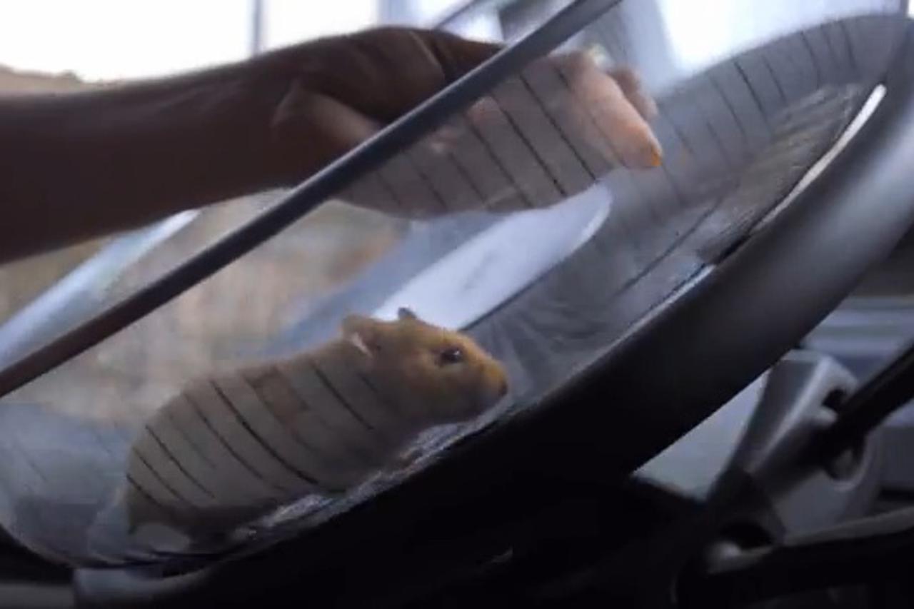 hrčak upravlja kamionom (1)