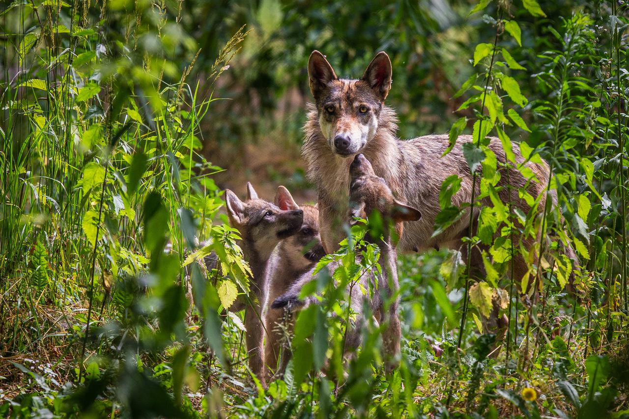 Osijek: Vučica u zološkom okotila tri mladunca