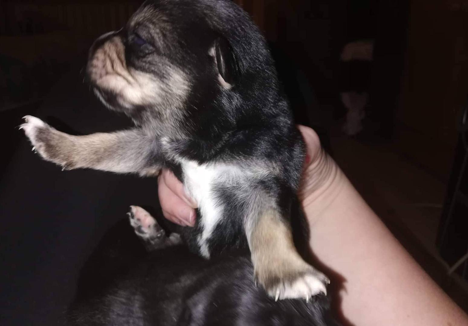 Pronađeni u vrećici