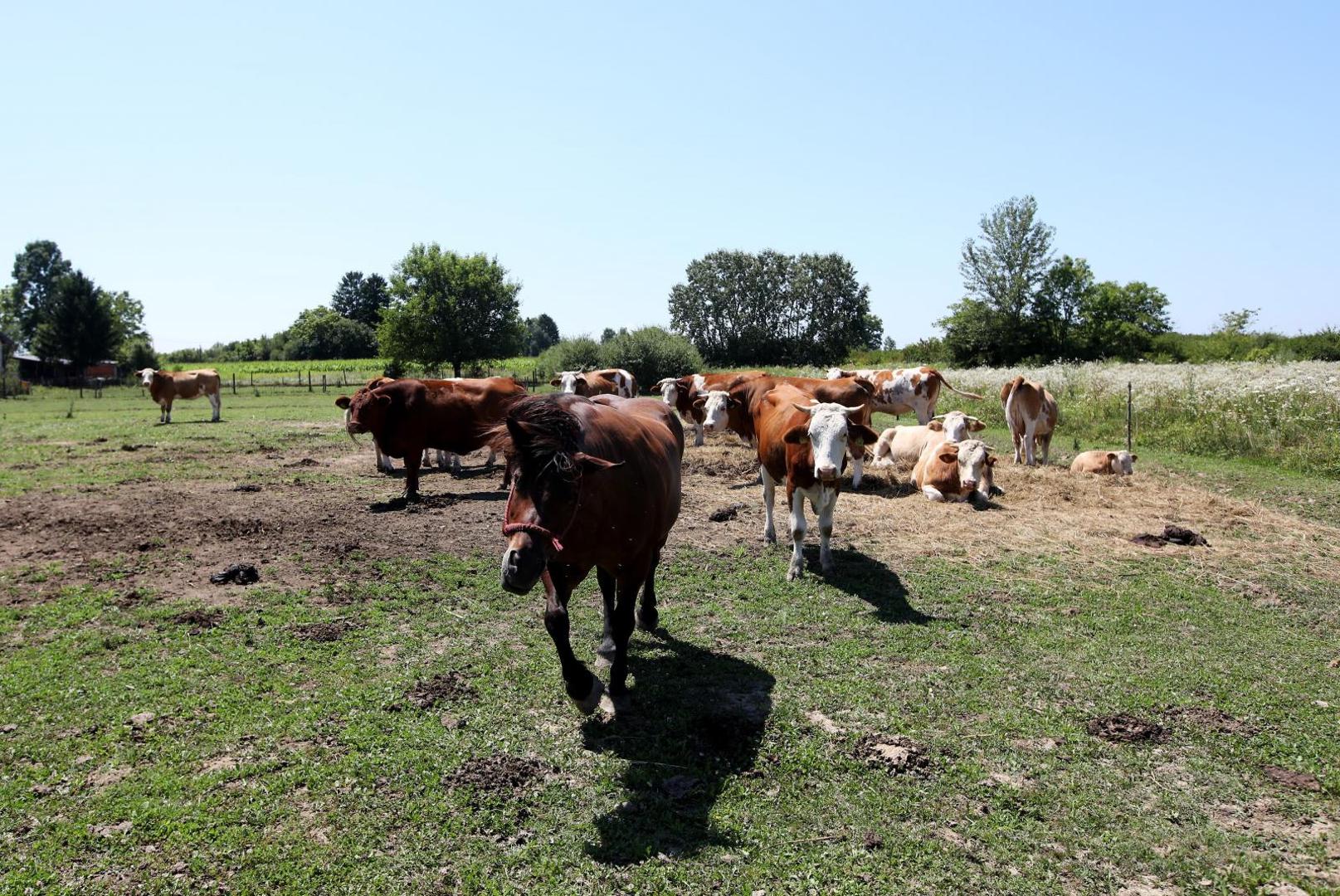 21.07.2020., Velika Gorica - Goran Speka, u selu Drnek kraj Oborova, bavi se stocarstvom i svinjogojstvom sa suprugom Ivanom i djecom Lucijom, Martinom i Matijom. 
Photo: Boris Scitar/Vecernji list/PIXSELL