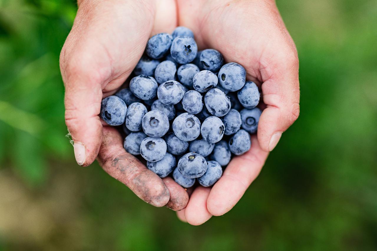 21.06.2015., Dvoranci, Pisarovina - Viretum, plantaza borovnica.  Photo: Danijel Berkovic/PIXSELL
