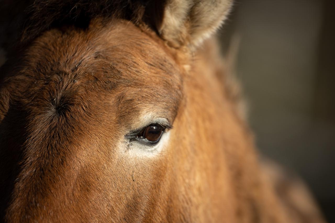 Przewalski horse in the Döberitzer Heide