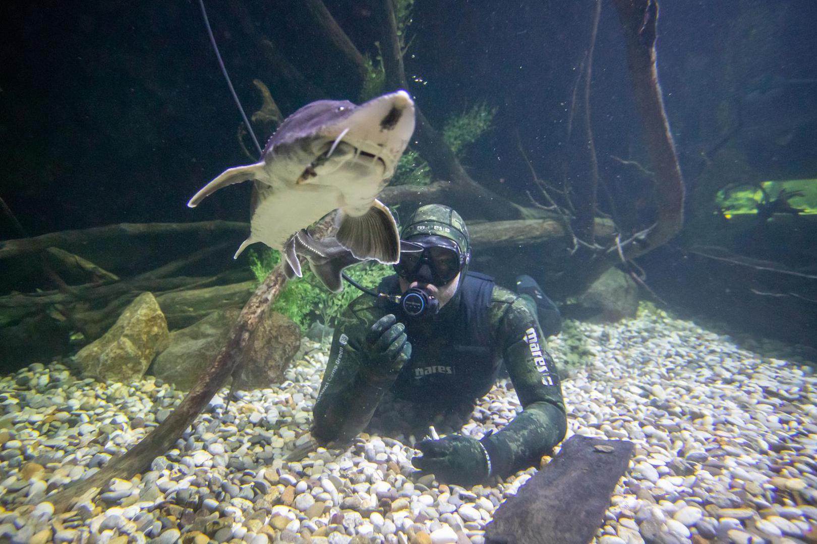 14.11.2023., Karlovac - Marin Jarnjak ronioc je u Slatkovodnom akvariju - Aquatika gdje svakog tjedna uranja u akvarije koje cisti i odrzava. Tijekom ciscenja Marin se igra sa ribama, posebice jesetrama koje su drustvene i vole mu jesti iz ruke. Photo: Kristina Stedul Fabac/PIXSELL