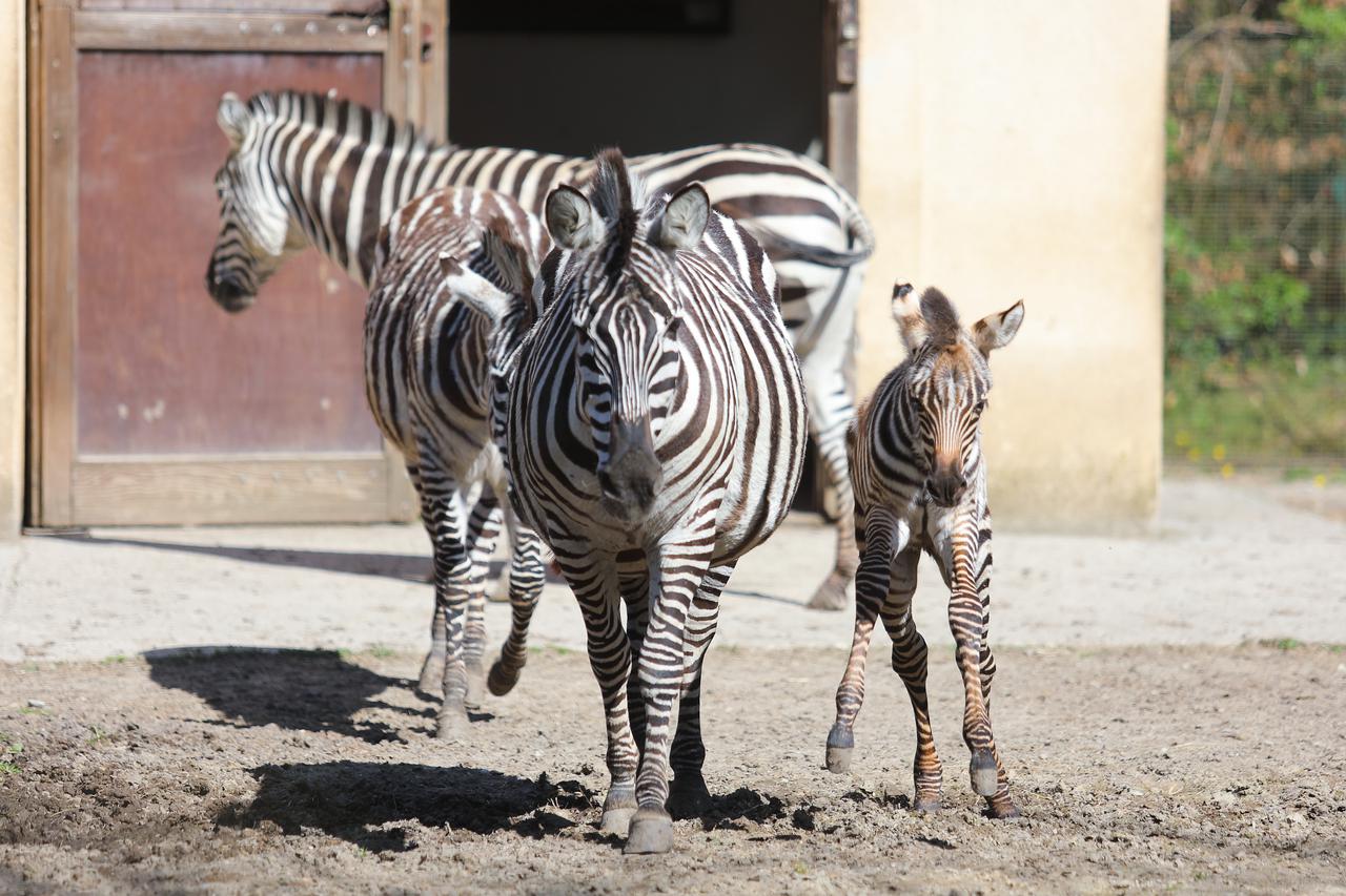 Zagreb: Mladunče zebre novi je stanovnik Zoološkog vrta