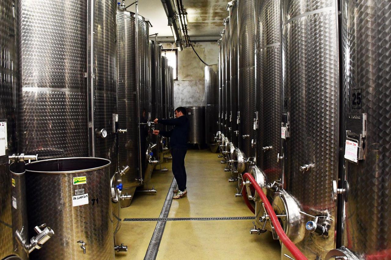 Pleternica - Enolog Franjo Markota u obiteljskoj vinariji i u vinogradu na Cesti ruza i vina.