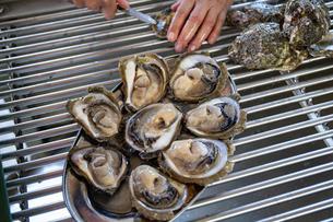 Guštalo se u malostonskim kamenicama, a školjkarima na jugu stigla je i nova potpora