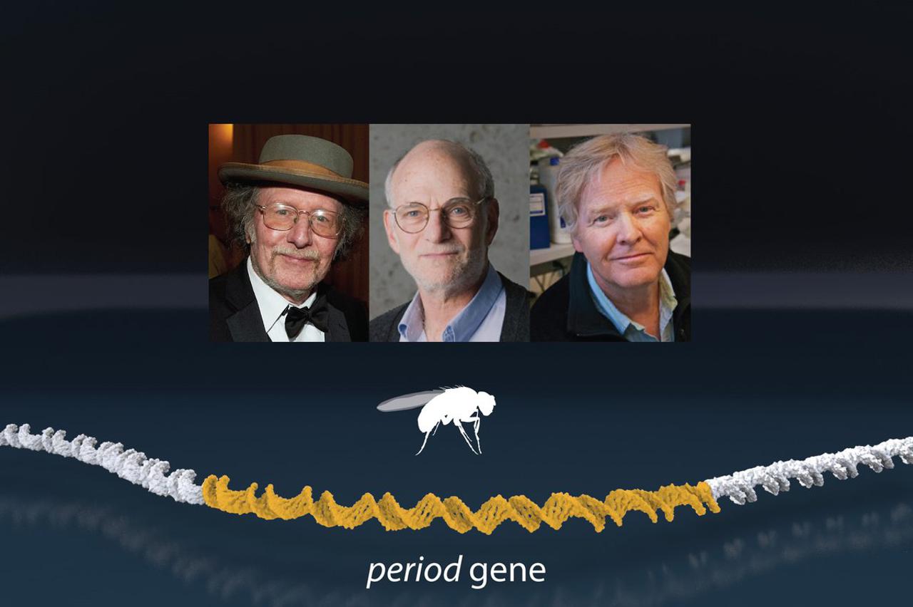 Nobelova nagrada za medicinu, Jeffrey C. Hall, Michael Rosbash, Michael W. Young