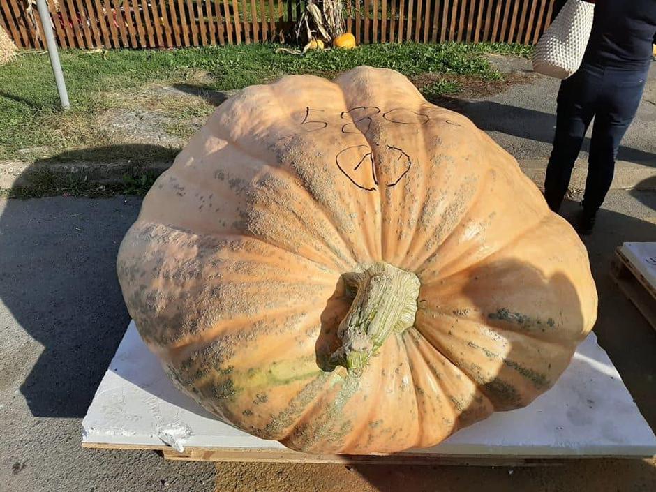 Najteža bundeva - Tovarnik