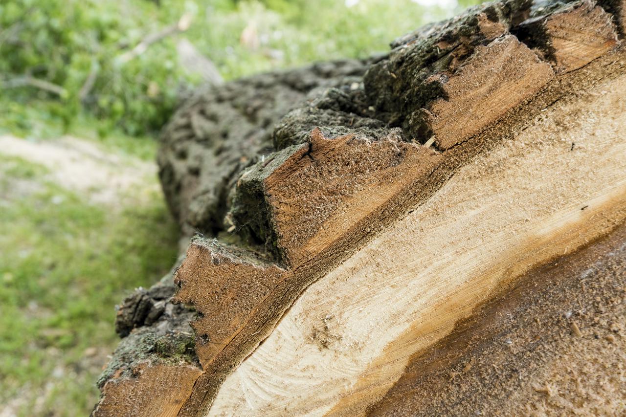 Štetnik djeluje tako da siše lisne sokove zbog čega listovi gube zelenu boju