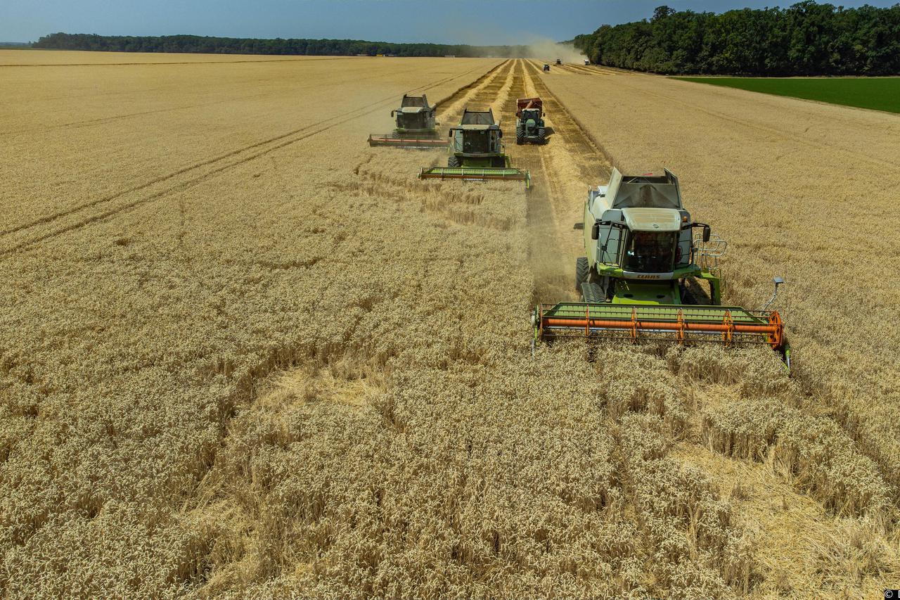 Grabovac: Žetva pšenice na poljima tvrtke Belje u punom je jeku