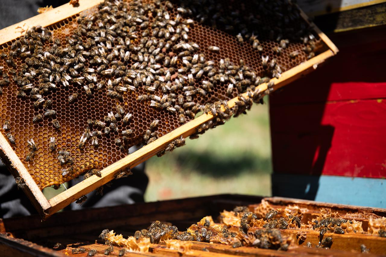 Virovitica: OPG Grapis pčelarstvo