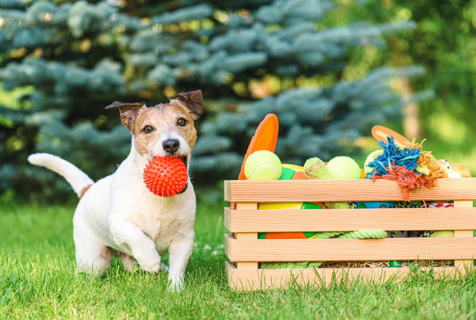 Interaktivne igračke: Kad su igračke u pitanju, pse je poprilično lako zadovoljiti jer nisu izbirljivi. Ali, zašto im ne biste dali one najbolje (i pritom ih spriječili da žvaču vaš omiljeni par cipela)? Interaktivna igračka pružit će im mentalnu stimulaciju i razveseliti ih.