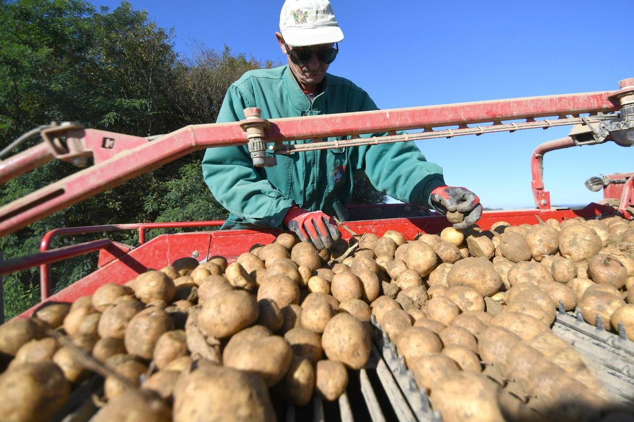 U tijeku je vađenje krumpira na OPG-u Puškarić u Garešnici