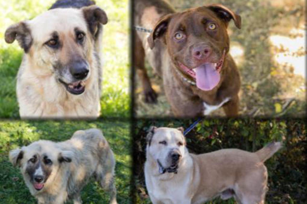 Chiku, Flicka, Ayla, Thor