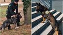 Farewell, Franz: Police Dog Who Came From Shelter Dies After Years of Service