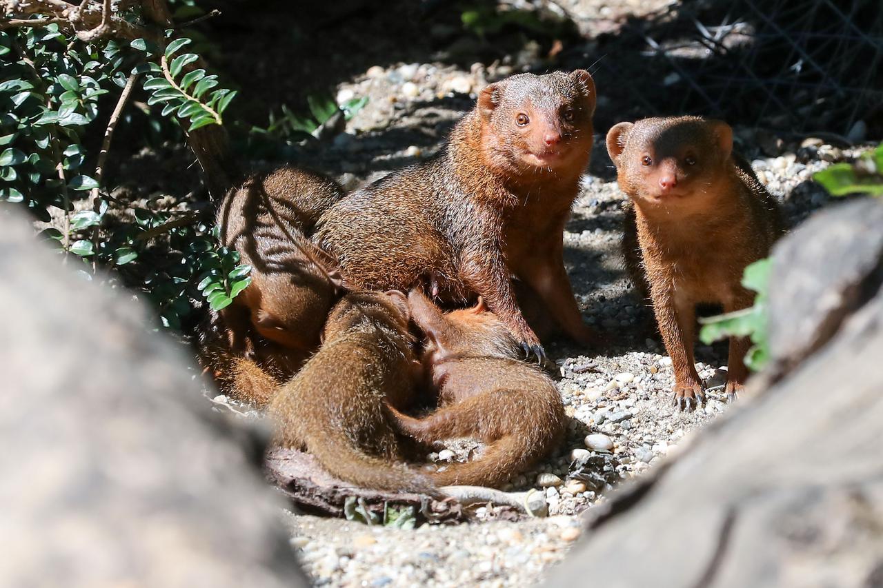 Zagreb: Mladunci patuljastog mungosa novi su stanovnici Zoološkog vrta