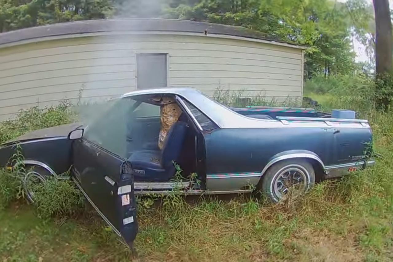 Gnijezdo stršljenova