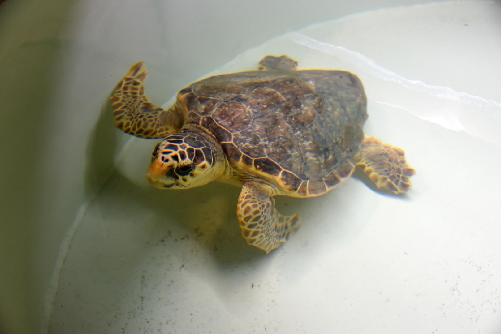 14.06.2023., Pula: U pulskom Aquariumu vrse se zadnje pripreme za povratak moru sest glavatih zelvi.
 Photo: Sasa Miljevic/PIXSELL