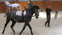 Lipizzaner breeders concerned over potential changes to breeding standards