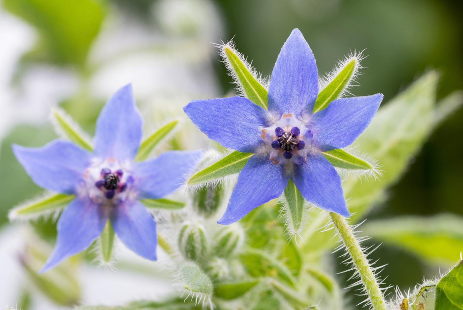 Boražina: Boražina je iznimno korisna biljka u povrtnjaku jer privlači pčele i druge korisne kukce, a time pomaže boljem oprašivanju. Često se sadi uz rajčice, jagode i tikvice, a vrtlari vjeruju da pridonosi zdravijem rastu biljaka u svojoj blizini. Njezini plavi cvjetovi vrlo su dekorativni, a cijela biljka daje vrtu pomalo rustikalan i prirodan izgled.