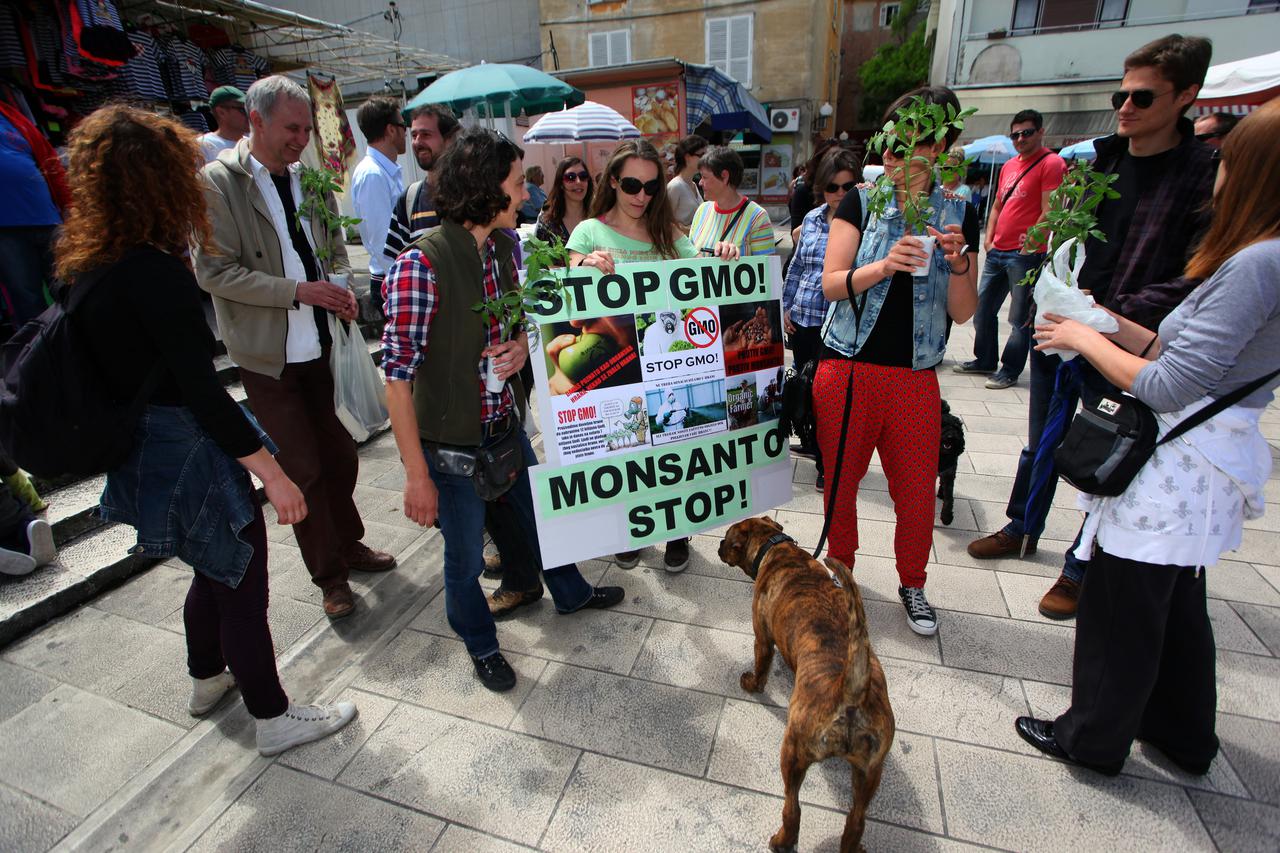 Monsanto, GMO