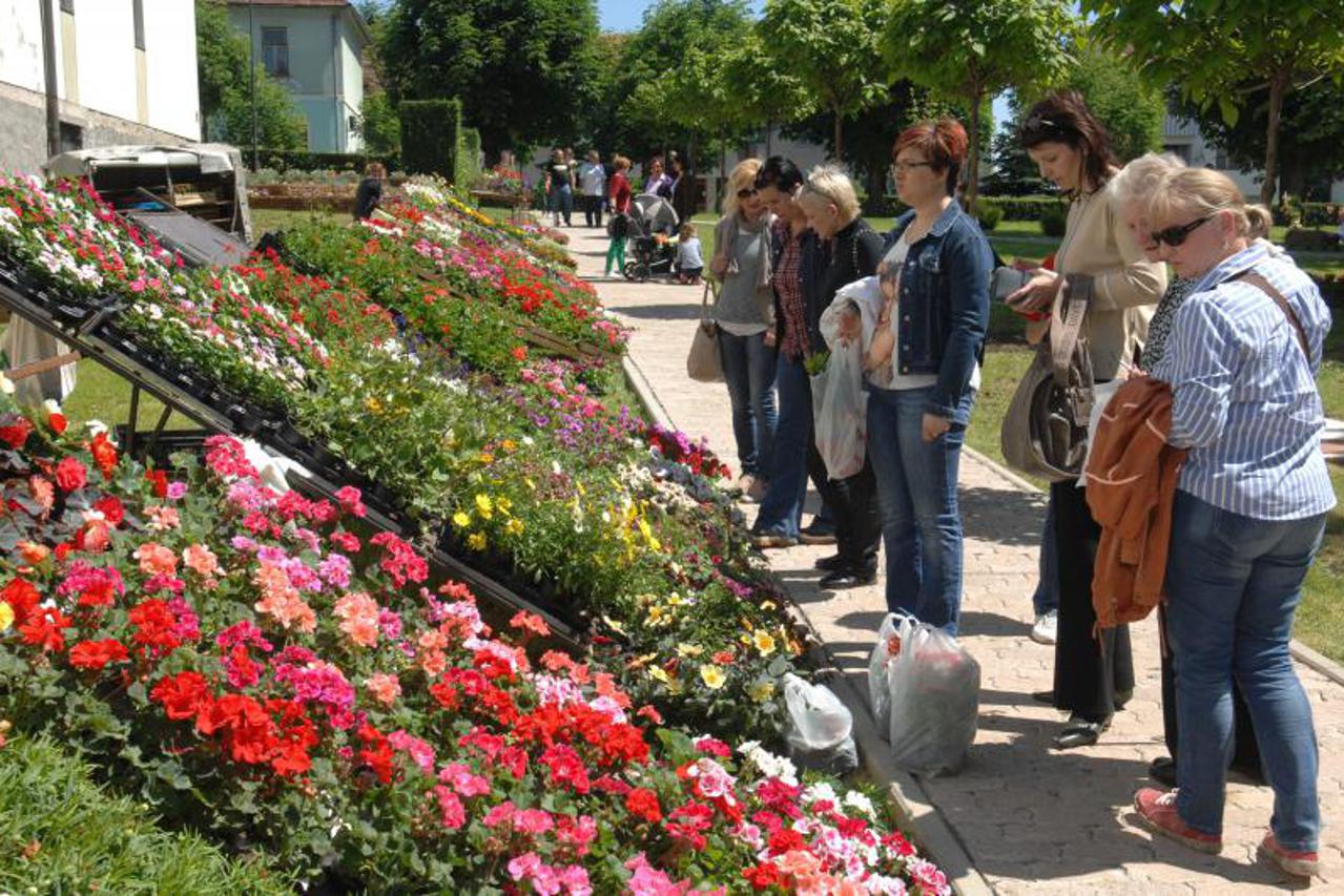 Gastrofolra,Garešnica