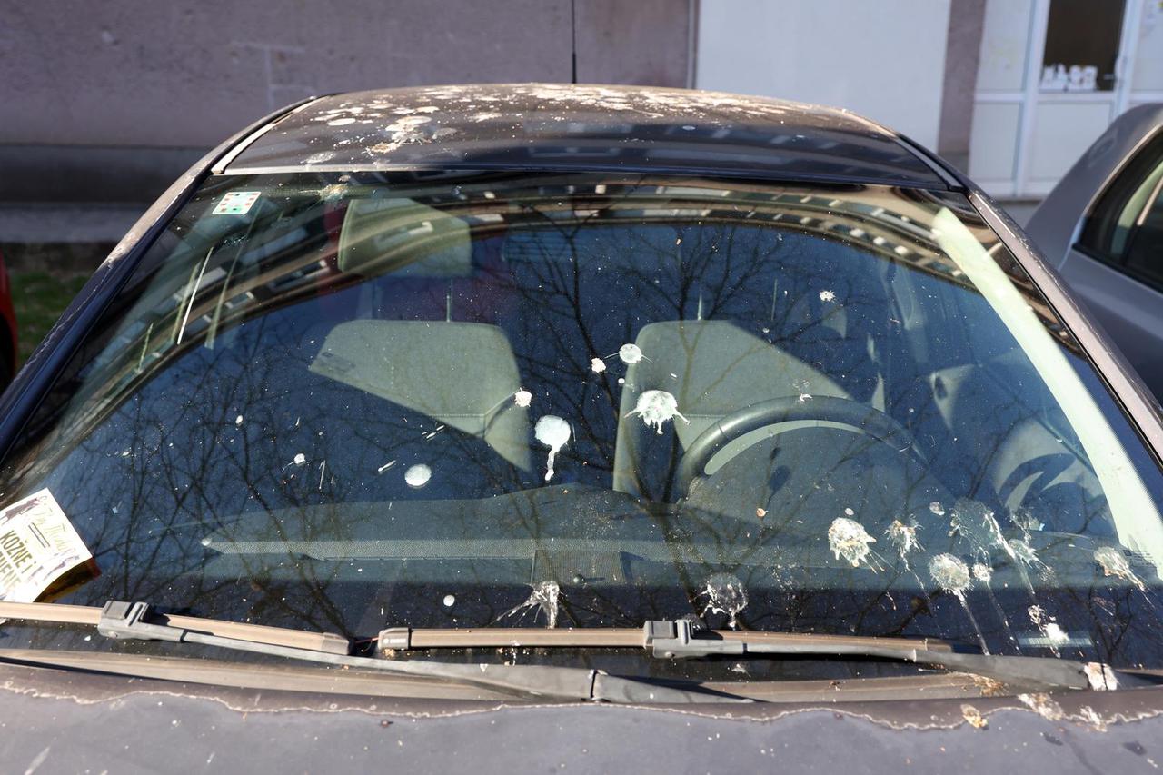 Šibenik: Galebovi sa grana izmetom uništavaju boju na automobilima