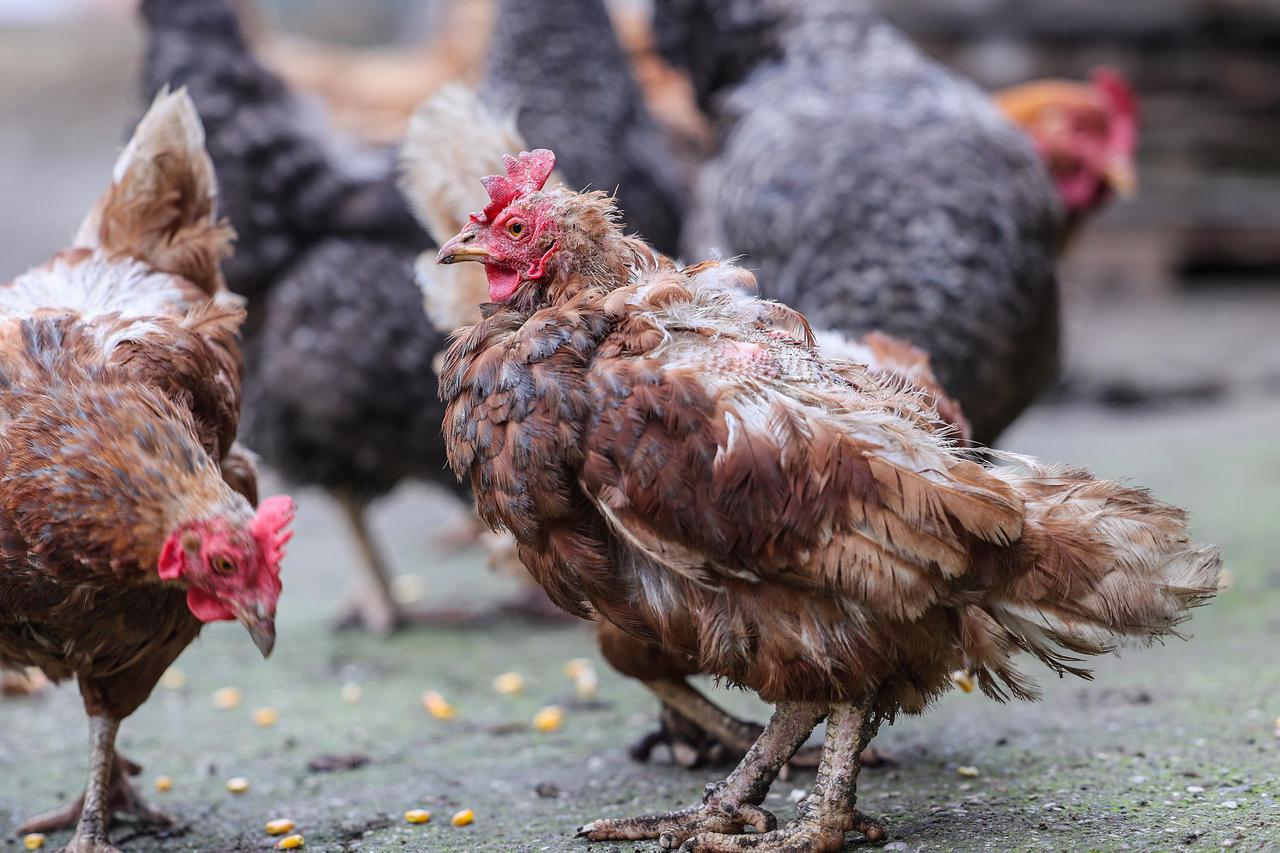 Velika Gorica: Suzana Filipančić ima kokoši koje nesu XXL jaja