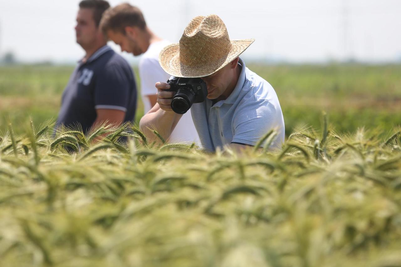 Dan polja BC strnih žitarica u Rugvici