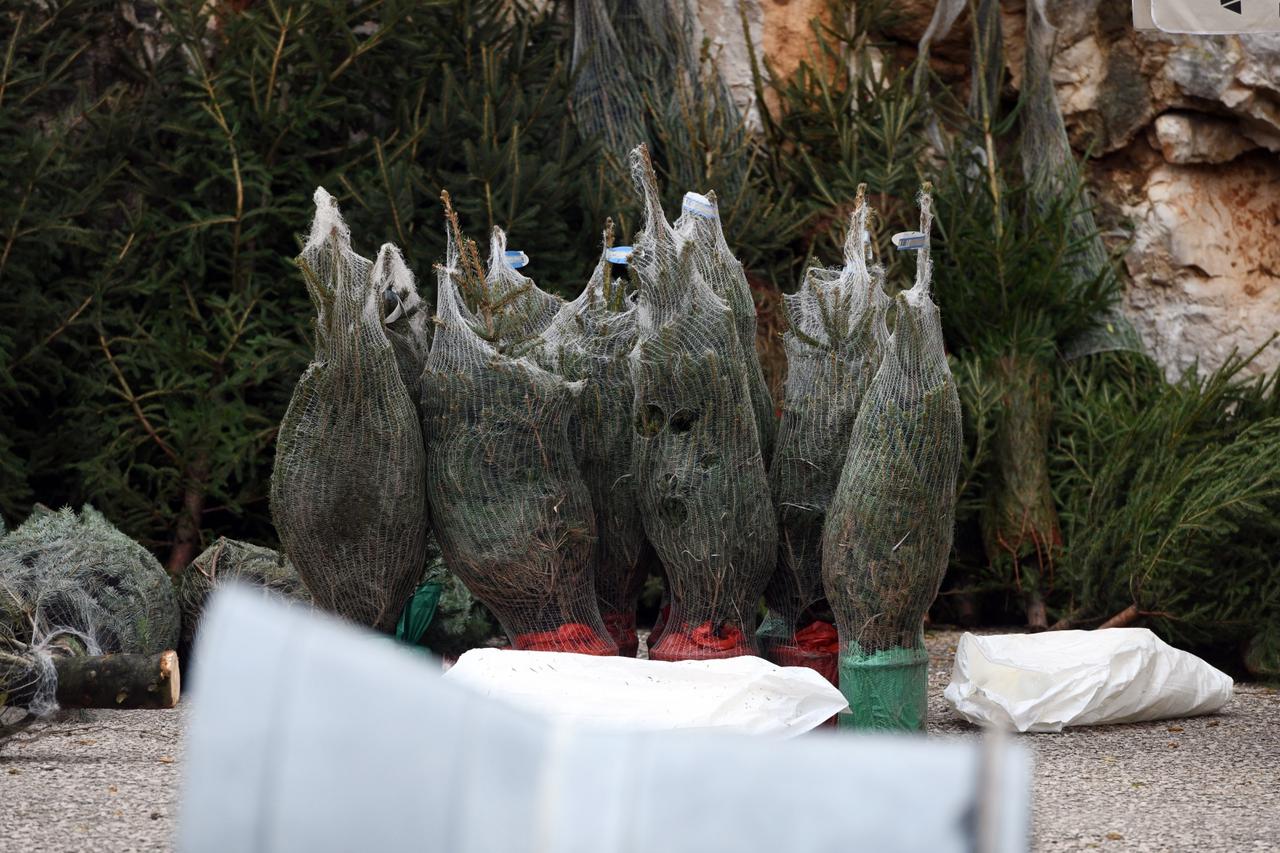 U Šibeniku započela prodaja božičnih drvca