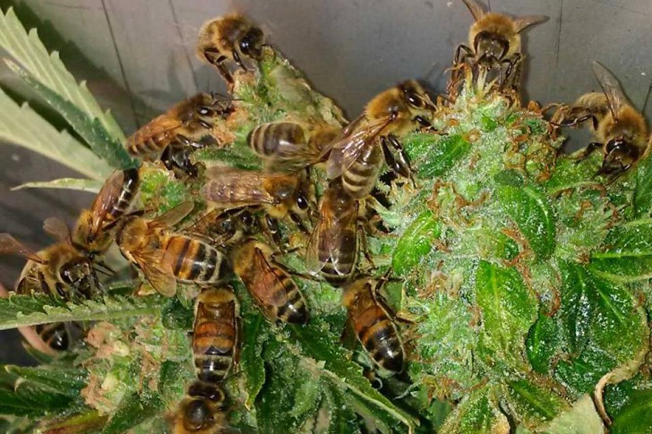 Pčele na kanabisu