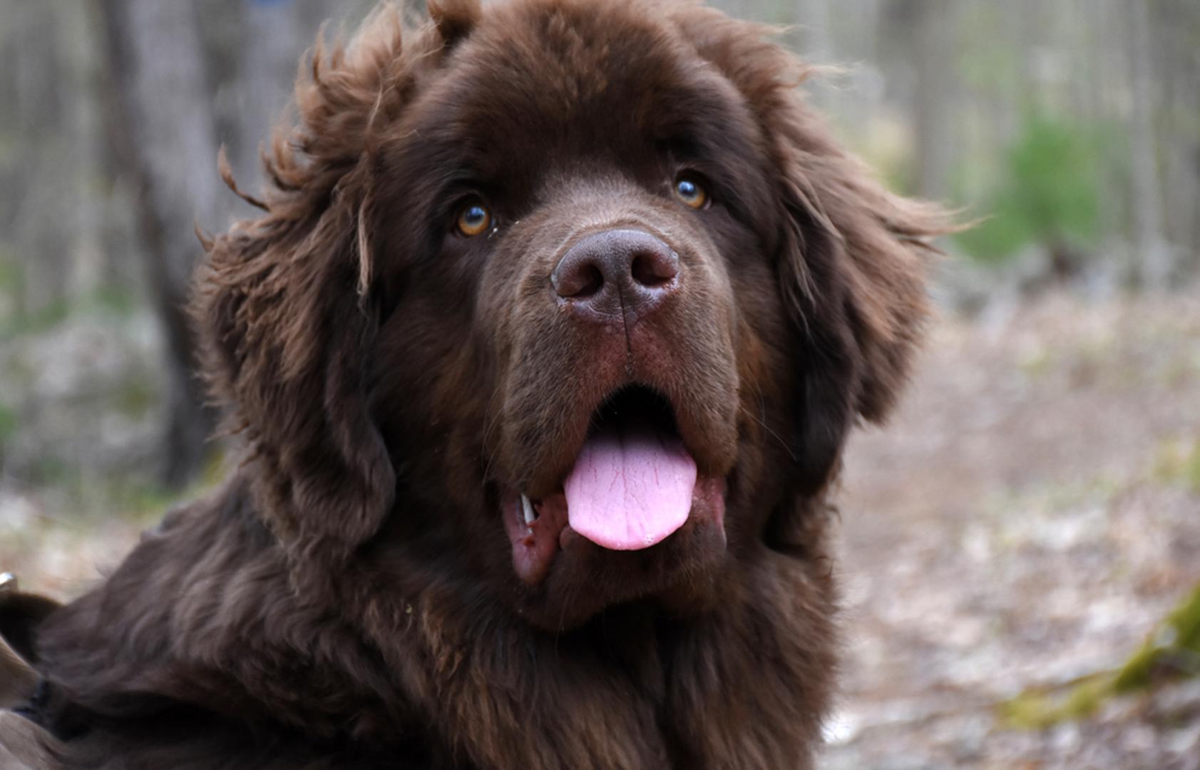 Newfoundland: Ovo je div među psima, a veličina najčešće znači i veće troškove: hrana, lijekovi i sve veterinarske usluge obično su skuplji jer doze i potrošni materijal rastu s kilogramima. Gusto, vodootporno krzno traži stalnu njegu, sušenje i četkanje kako ne bi došlo do zapetljavanja i kožnih problema. Zbog težine i rasta, zglobovi i srce traže dodatnu pažnju, a često i posebnu opremu.