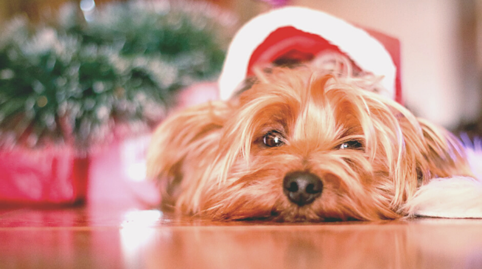 SuperCard poklon kartica