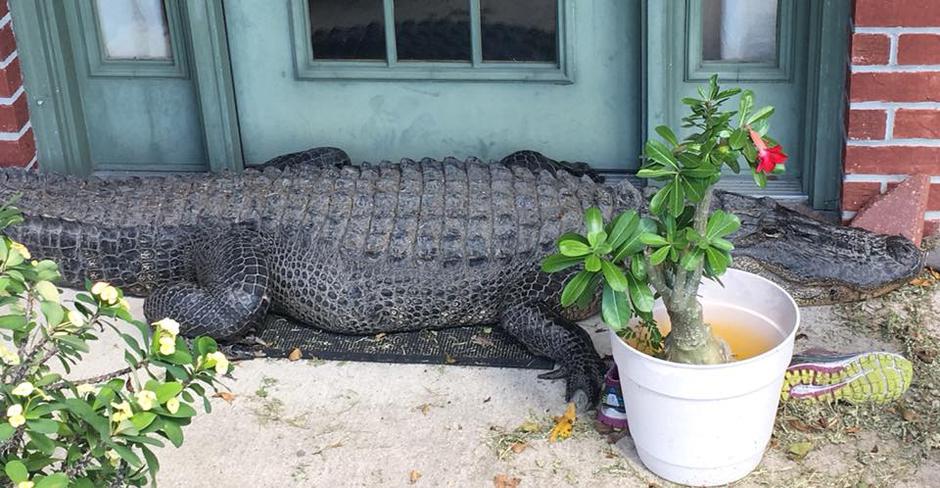 aligator