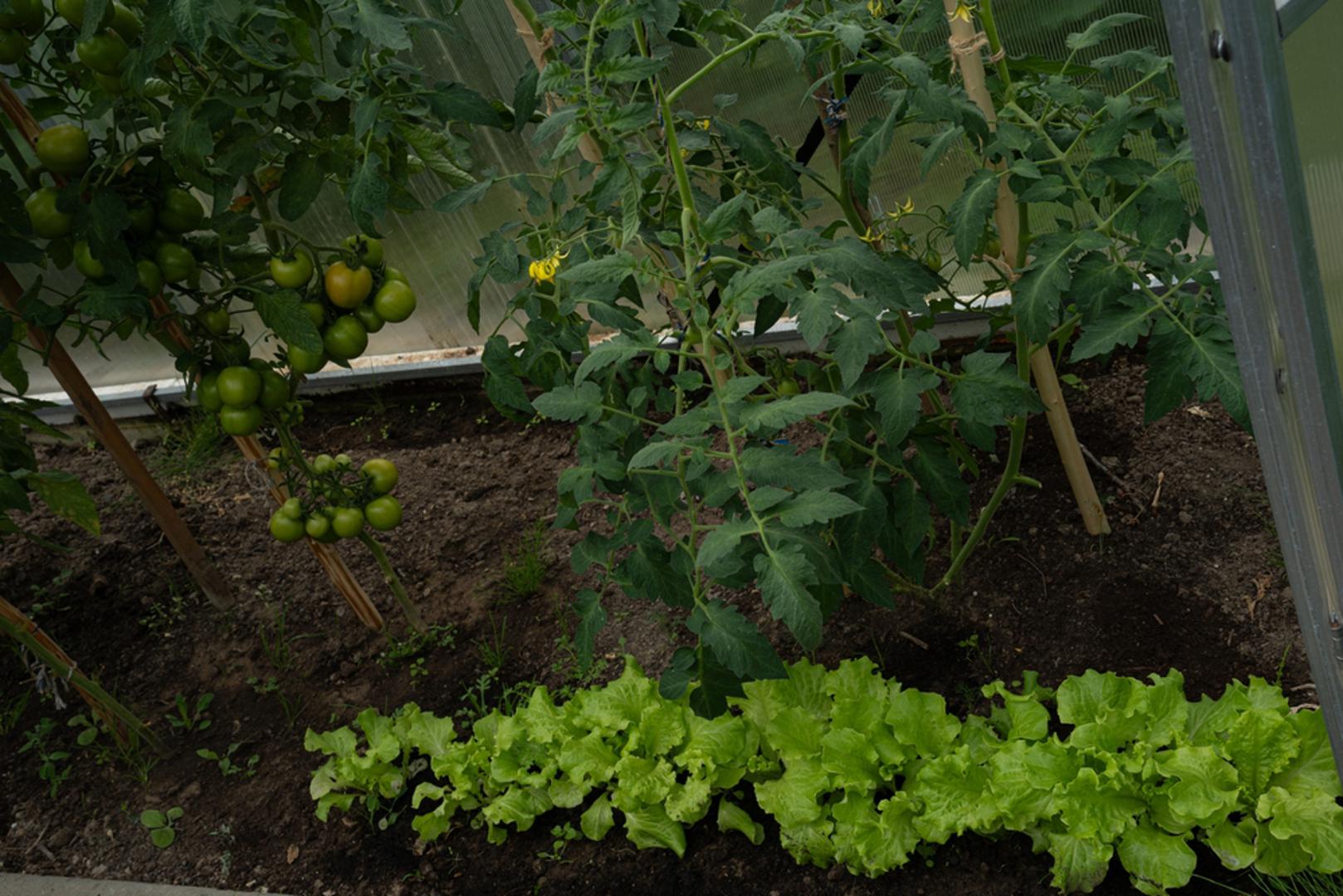 Salata i rajčica: Salata i rajčica dobro funkcioniraju zajedno ponajprije zato što odlično koriste prostor i vrijeme rasta. Salata raste brže i može se uzgajati u istoj gredici dok rajčica još ne razvije punu lisnu masu, a kasnije joj djelomična sjena može čak i odgovarati. Ovakve kombinacije su dobar primjer pametnog iskorištavanja vrta kroz sukcesivnu sadnju. 