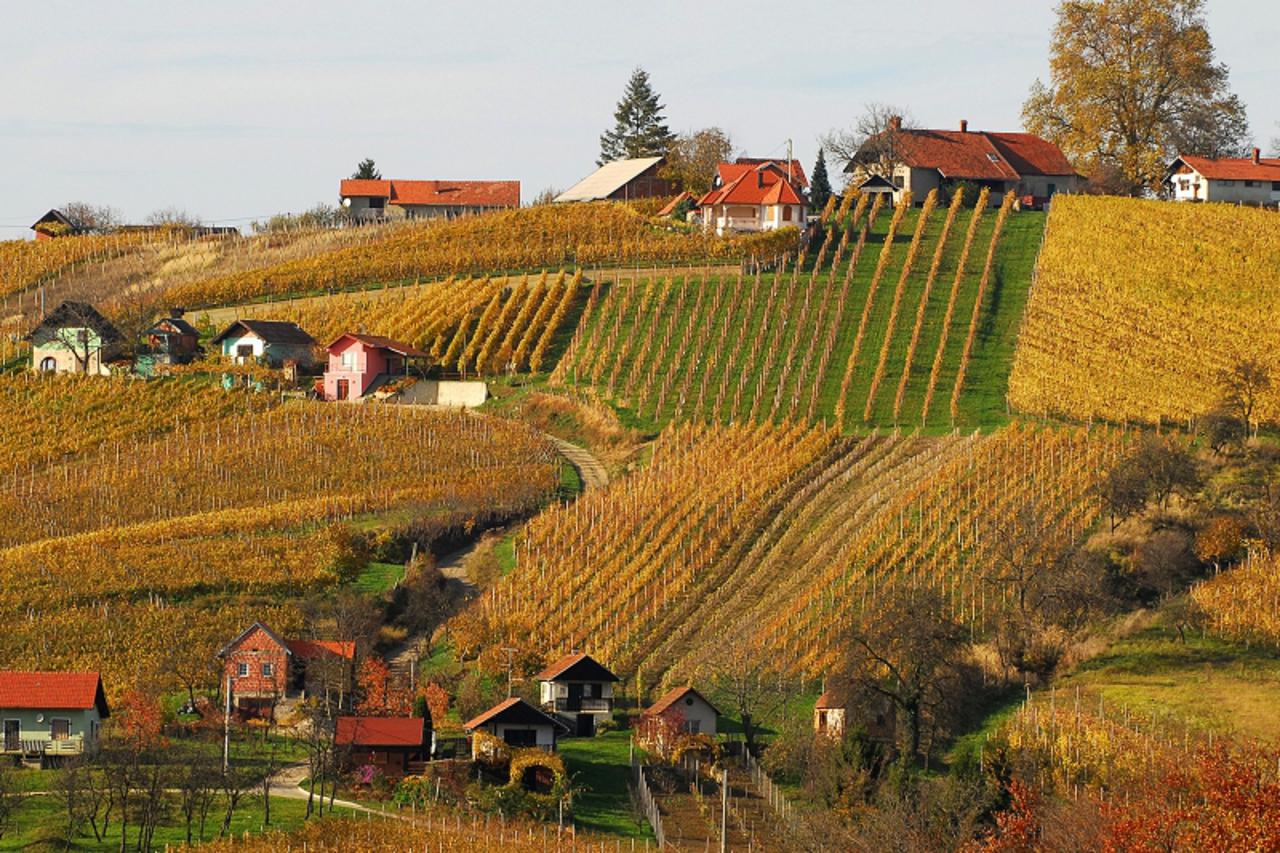 'VARAZDIN/MEDJIMURJE- 17.07..09., Cakovec, Hrvatska- LJETO U MEDJIMURJU- Medjimurska zupanija-  Prekrasni vinogradi u opcini Strigova. Photo: Vjeran Zganec-Rogulja/Vecernji list'