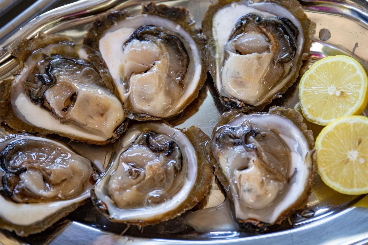 Kamenice ilustracija