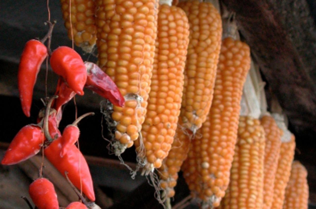 'zagreb, 15.10.2001. kukuruz, papirika snimio patrik macek'