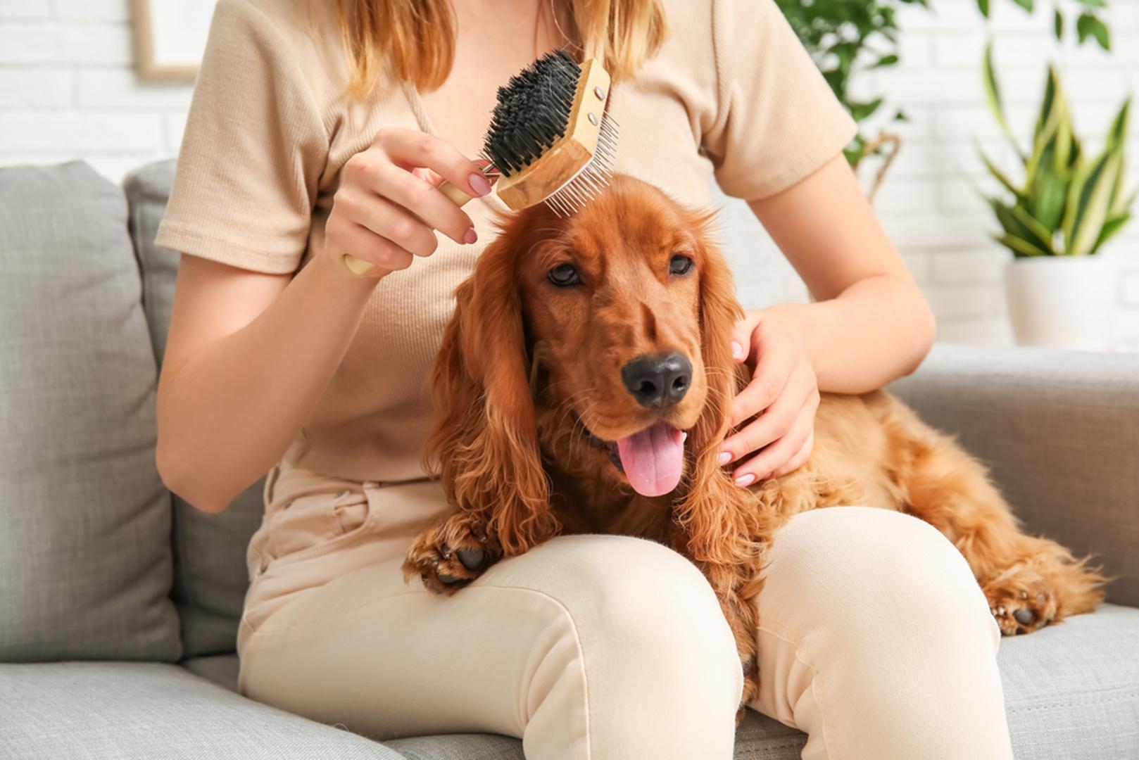 Koker španijel: Kokeri su emotivni, društveni i traže puno interakcije. Nedostatak društva zna rezultirati cviljenjem ili traženjem izlaza. Učenje samoregulacije kroz mirne rutine i 'ostani–opusti se' vježbe odlično im leži. Redoviti mentalni zadaci smanjuju fokus na vrata i zvukove.