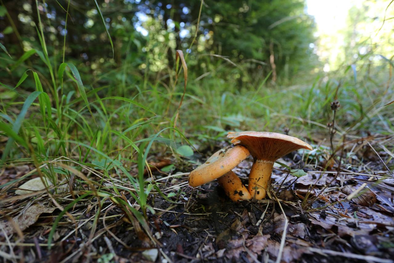 Gljive u šumama Gorskog kotara
